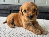 Billy, a male Irish Doodle for sale in Ligonier, IN – 4 of 5