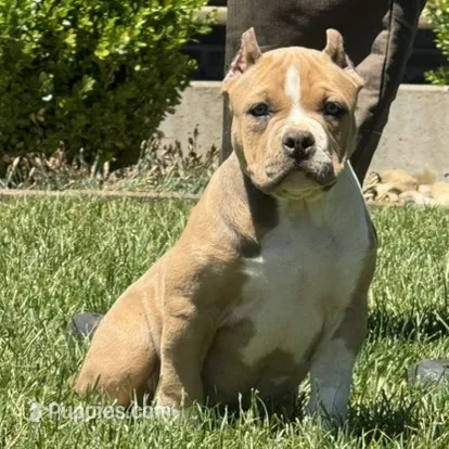 Faye – American Bully puppy for sale in Ligonier, IN