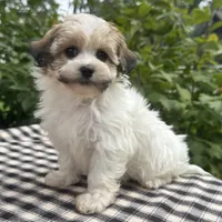 Belle, a female Havapoo for sale in Ligonier, IN – 4 of 5