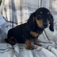 Dirk, a male Dachshund for sale in Ligonier, IN – 3 of 4