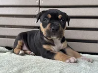 Gia, a female American Bully for sale in Ligonier, IN – 2 of 4