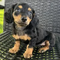 Dirk, a male Dachshund for sale in Ligonier, IN – 4 of 6