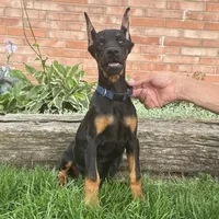 Amika, a male Doberman Pinscher for sale in Ligonier, IN – 4 of 5