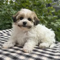 Belle, a female Havapoo for sale in Ligonier, IN – 3 of 5