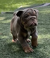 Tibolt, a male English Bulldog and Olde English Bulldogge for sale in Ligonier, IN – 2 of 6