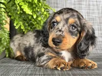 Shelly, a female Dachshund for sale in Ligonier, IN – 2 of 5