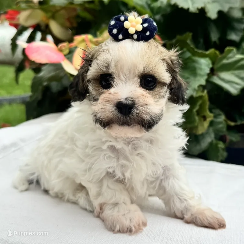 Belle – Havapoo puppy for sale in Ligonier, IN