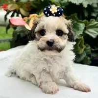 Belle, a female Havapoo for sale in Ligonier, IN – 1 of 5