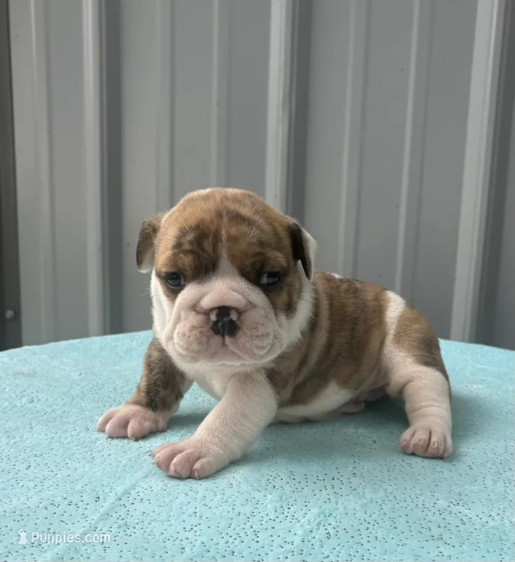 Nova – English Bulldog, Olde English Bulldogge puppy for sale in Ligonier, IN