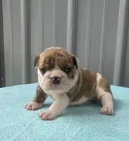 Nova, a female English Bulldog and Olde English Bulldogge for sale in Ligonier, IN – 1 of 4