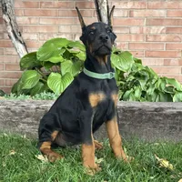 Banner, a male Doberman Pinscher for sale in Ligonier, IN – 3 of 4