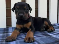 Zeus , a male Doberman Pinscher for sale in Ligonier, IN – 2 of 5