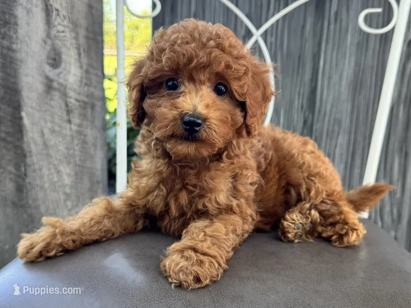 Titus  – Poodle - Miniature  puppy for sale in Ligonier, IN
