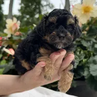 Finn, a male Poodle - Miniature  for sale in Ligonier, IN – 1 of 5