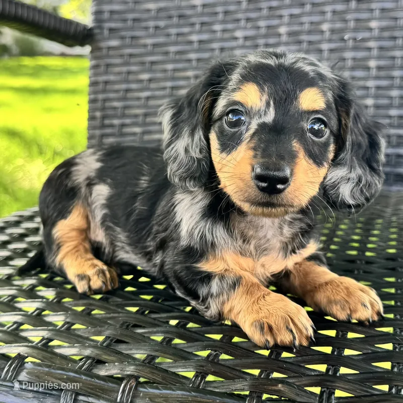 Duke – Dachshund puppy for sale in Ligonier, IN