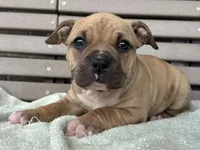 Flora, a female American Bully for sale in Ligonier, IN – 2 of 4