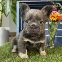 Gabbie, a female French Bulldog for sale in Ligonier, IN – 3 of 5