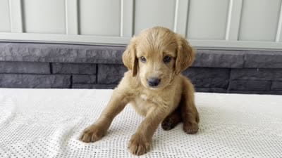 Copper, a male Irish Doodle for sale in Ligonier, IN – 5 of 5