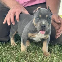Hurley, a male American Bully for sale in Ligonier, IN – 3 of 6