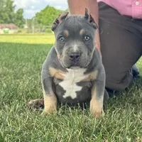 Hurley, a male American Bully for sale in Ligonier, IN – 4 of 6