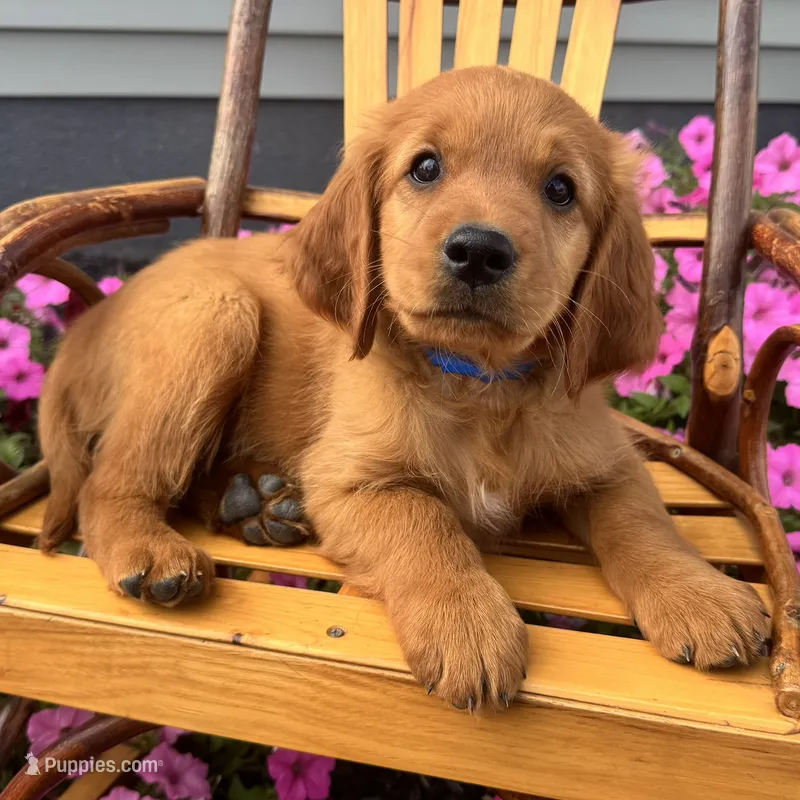Ryder – Irish Doodle puppy for sale in Ligonier, IN