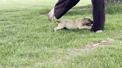 Flora, a female American Bully for sale in Ligonier, IN – 7 of 7