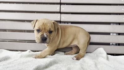 Glory, a female American Bully for sale in Ligonier, IN – 4 of 4