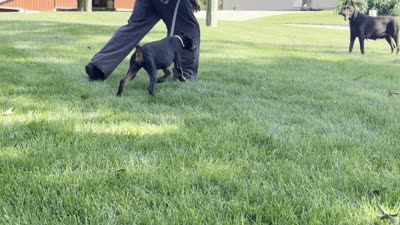 Zinnia, a female Doberman Pinscher for sale in Ligonier, IN – 7 of 7