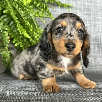 Shelly – Dachshund puppy on hold in Ligonier, IN