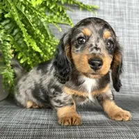 Shelly, a female Dachshund for sale in Ligonier, IN – 1 of 5