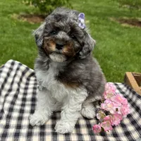Holly, a female Poodle - Toy  for sale in Ligonier, IN – 3 of 5