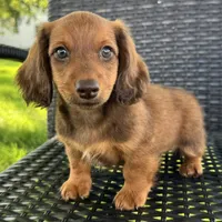 Anson, a male Dachshund for sale in Ligonier, IN – 4 of 5