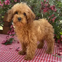 Margie, a female Cavapoo for sale in Ligonier, IN – 3 of 4