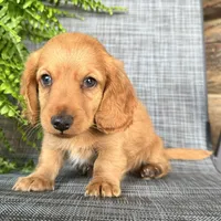 Silas, a male Dachshund for sale in Ligonier, IN – 4 of 5