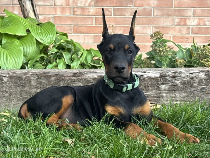 Banner – Doberman Pinscher puppy for sale in Ligonier, IN