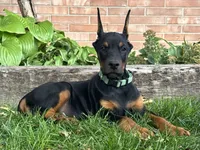 Banner, a male Doberman Pinscher for sale in Ligonier, IN – 1 of 4