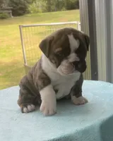 Nora, a female English Bulldog and Olde English Bulldogge for sale in Ligonier, IN – 3 of 7