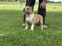 Faye, a female American Bully for sale in Ligonier, IN – 9 of 10