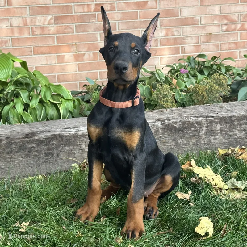 Briar – Doberman Pinscher puppy for sale in Ligonier, IN