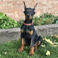 Briar, a female Doberman Pinscher for sale in Ligonier, IN – 2 of 5