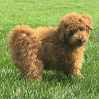 Titus , a male Poodle - Miniature  for sale in Ligonier, IN – 3 of 5
