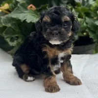 Felicity, a female Poodle - Miniature  for sale in Ligonier, IN – 3 of 6