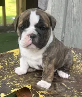 Nora, a female English Bulldog and Olde English Bulldogge for sale in Ligonier, IN – 5 of 7
