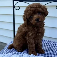 Tank, a male Poodle - Miniature  for sale in Ligonier, IN – 3 of 5