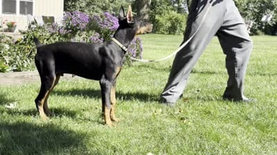 Zorro, a male Doberman Pinscher for sale in Ligonier, IN – 4 of 4