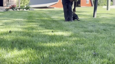 Zelda, a female Doberman Pinscher for sale in Ligonier, IN – 6 of 6