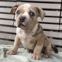 Forrest, a female American Bully for sale in Ligonier, IN – 2 of 4