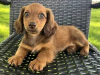 Anson, a male Dachshund for sale in Ligonier, IN – 3 of 5