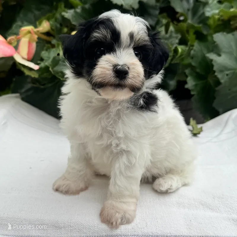 Betsy – Havapoo puppy for sale in Ligonier, IN
