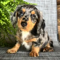 Sadie, a female Dachshund for sale in Ligonier, IN – 3 of 5